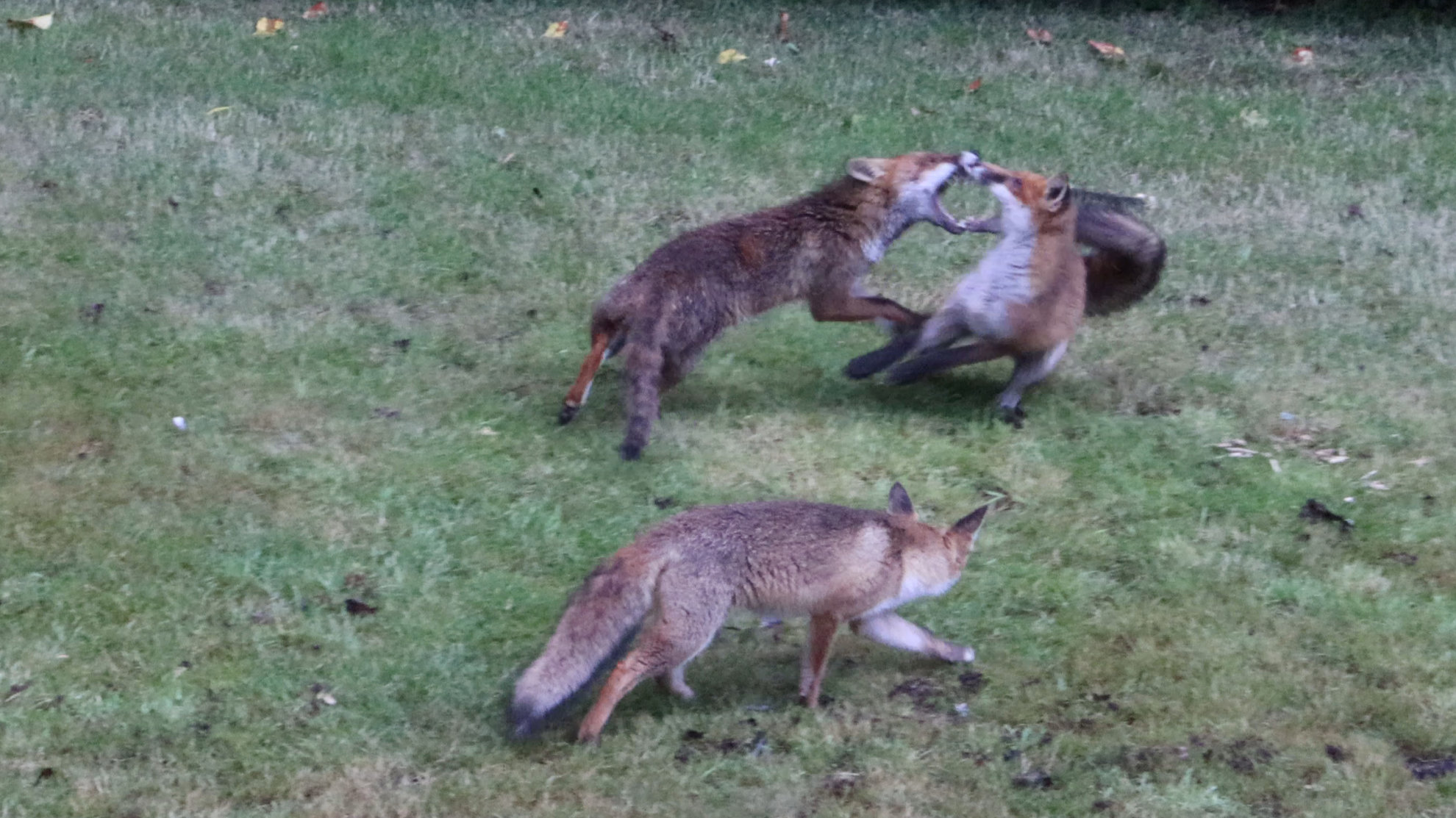 Fight