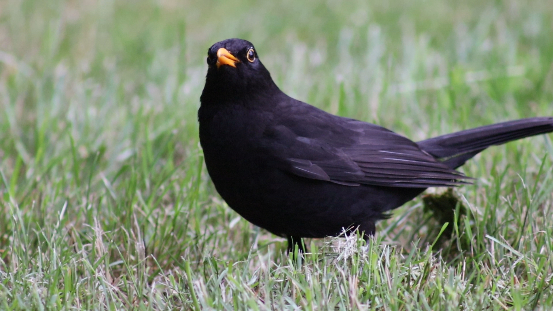 Blackbird