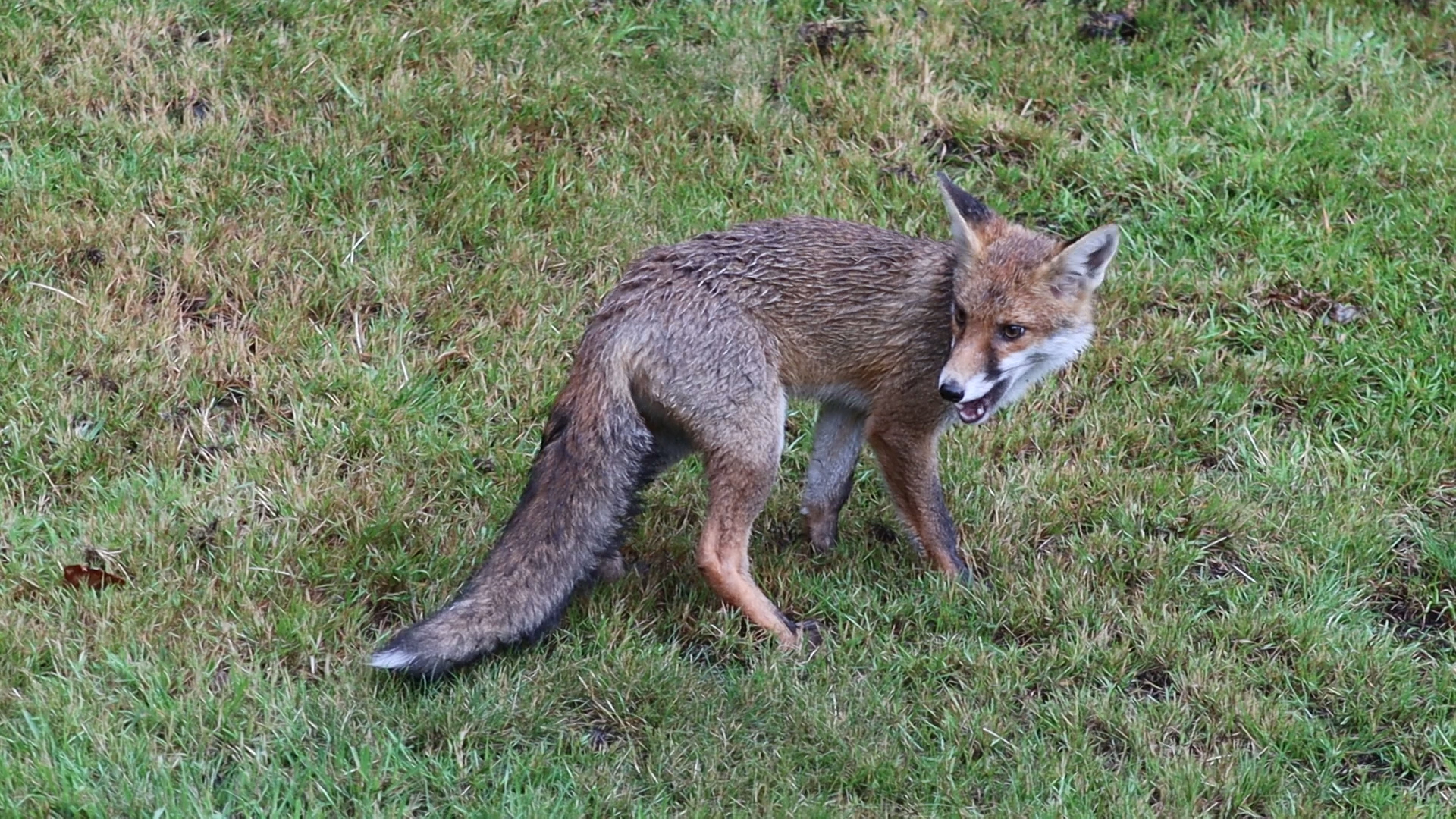 Angry Fox