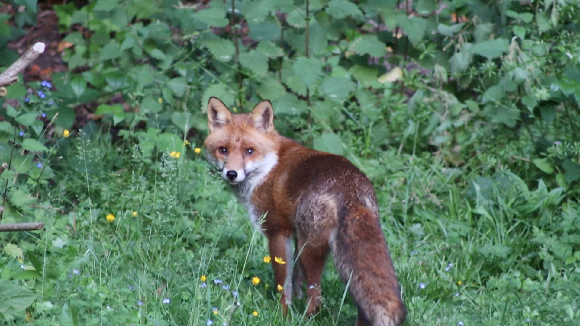 More Foxes