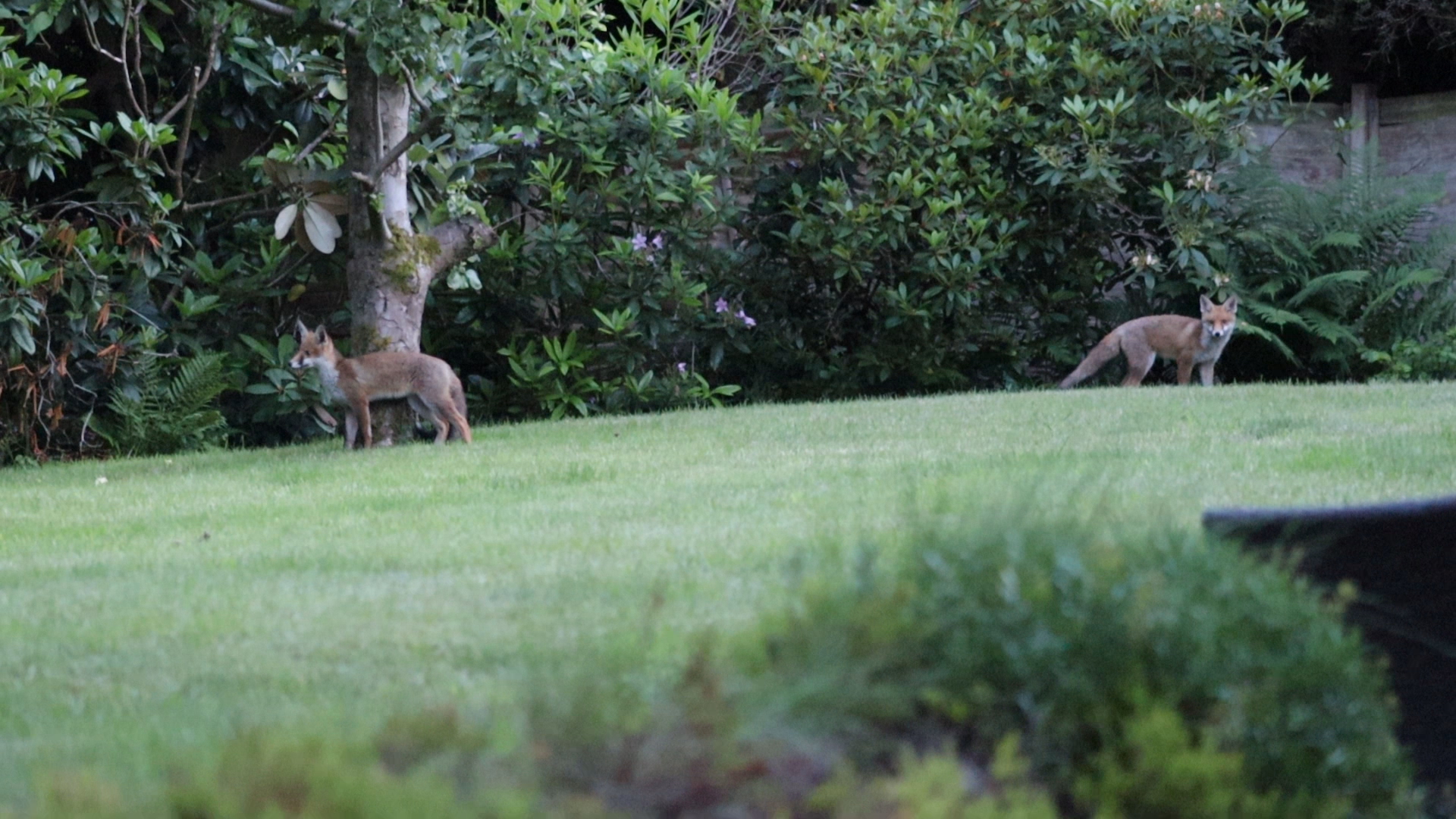 Two Foxes