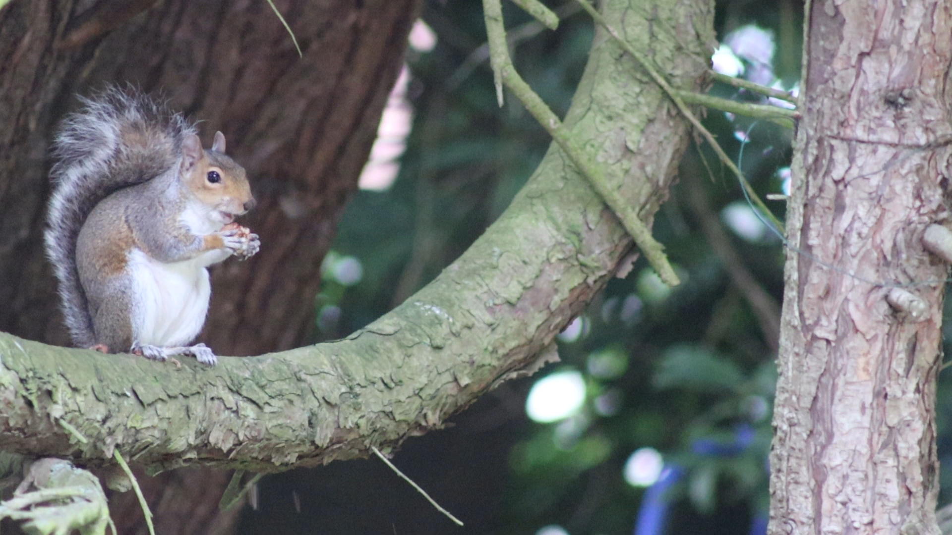 Nuts