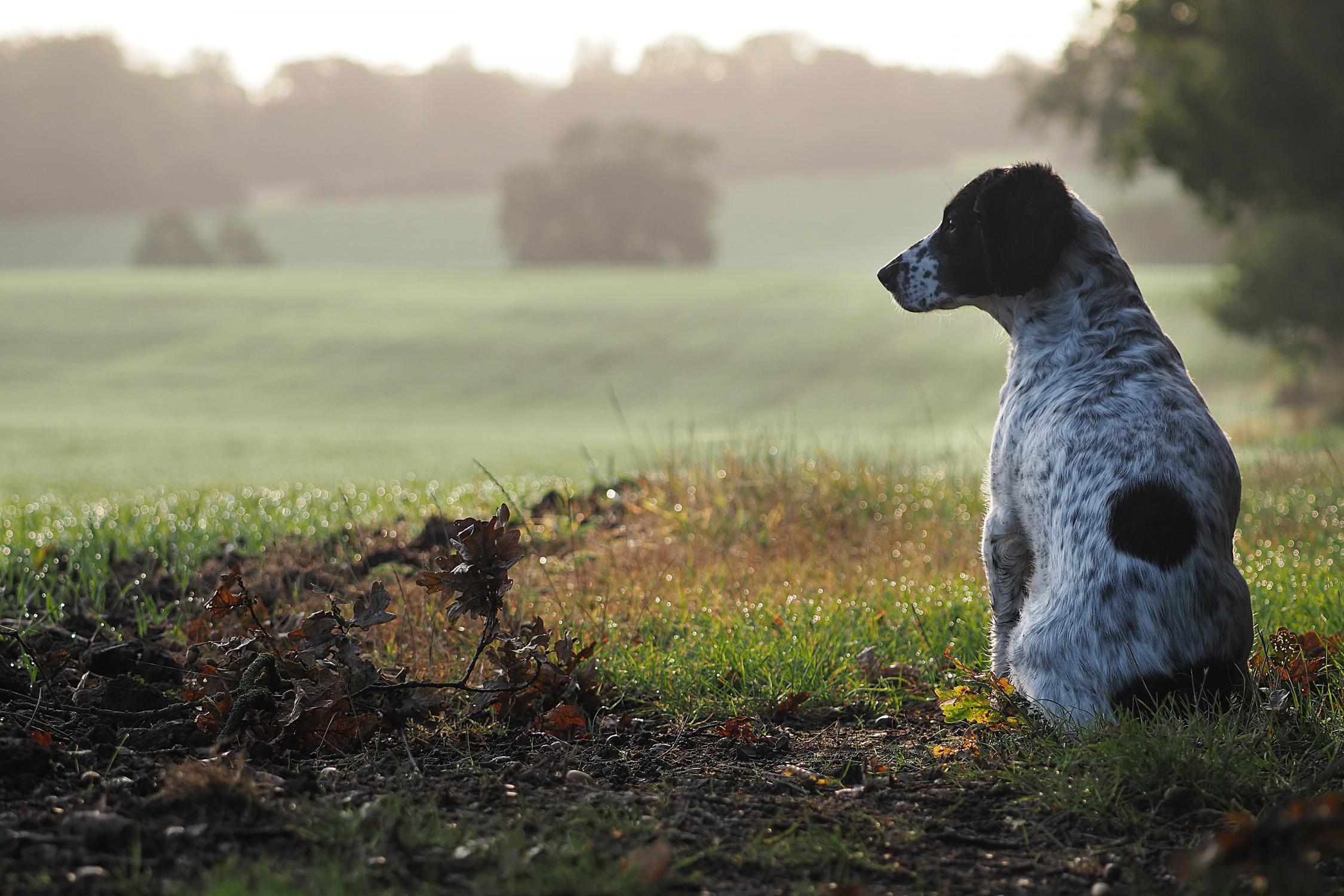 Dog