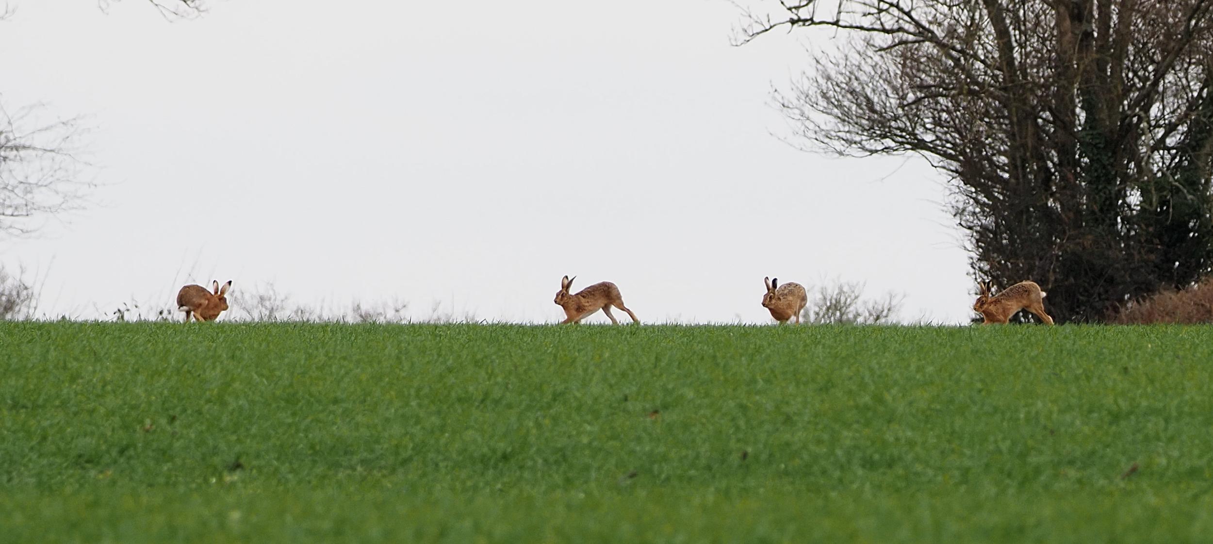 hares