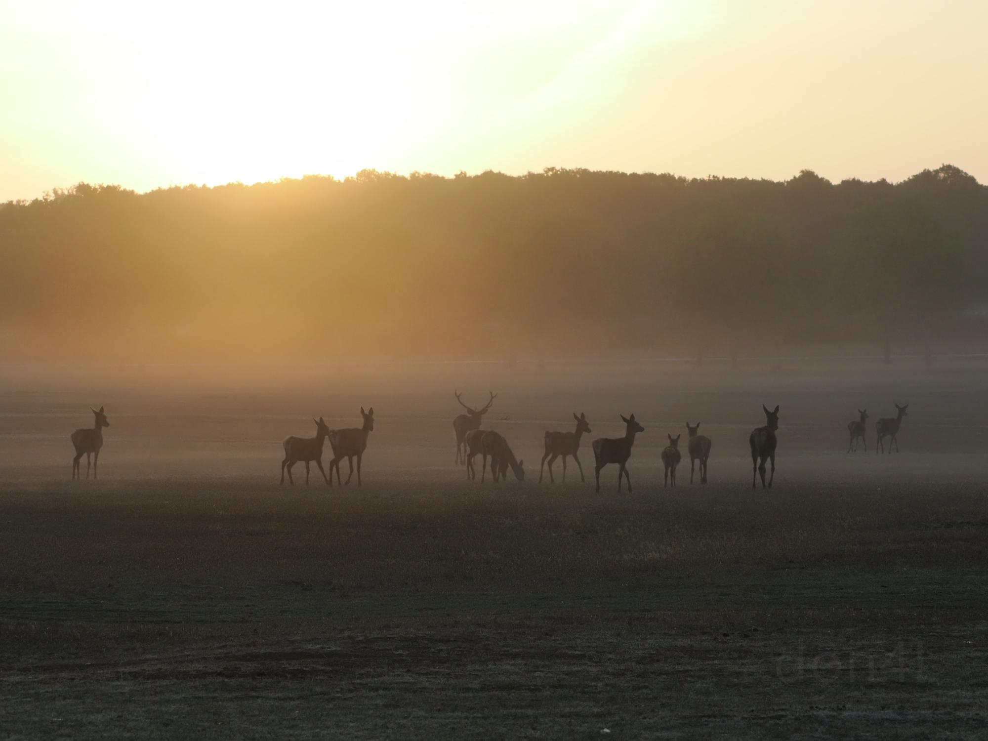 deer