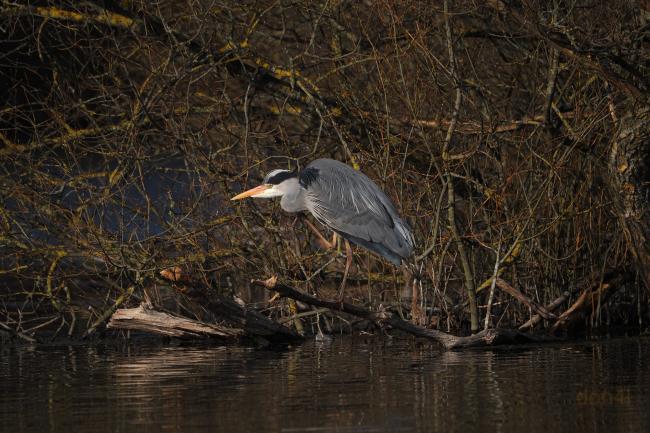 Heron