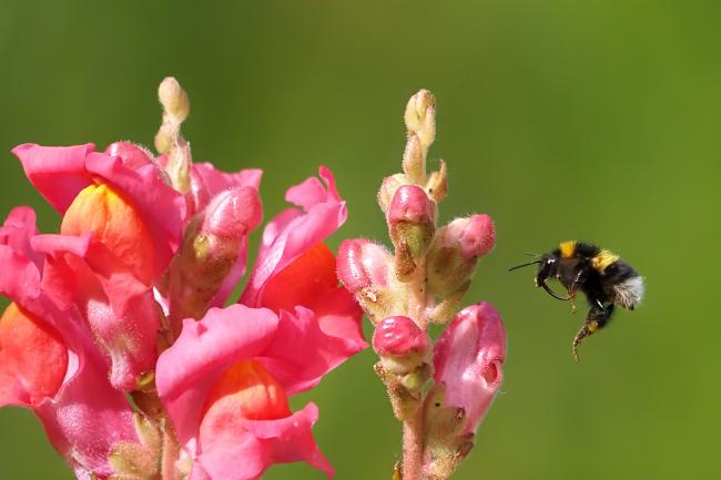 bee
