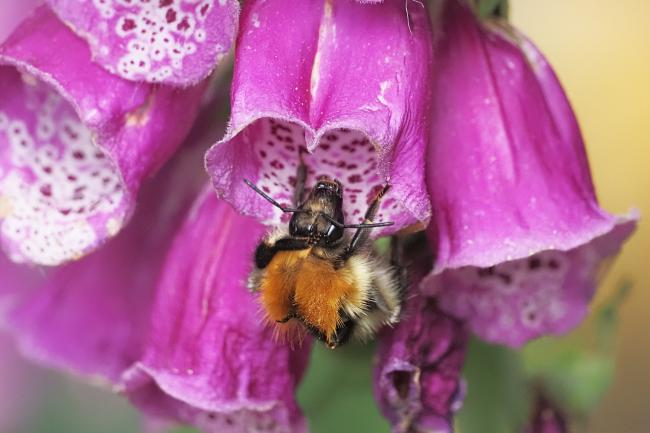 bee