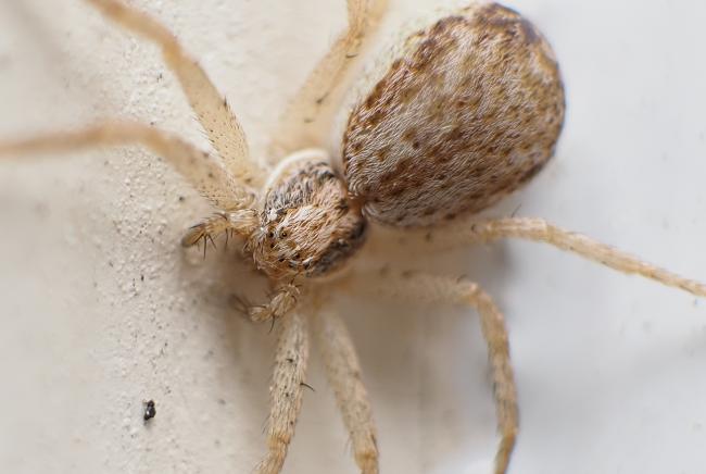 spider