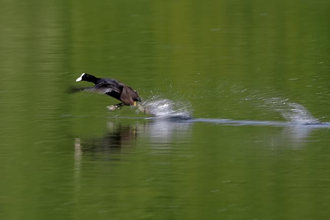 Coot