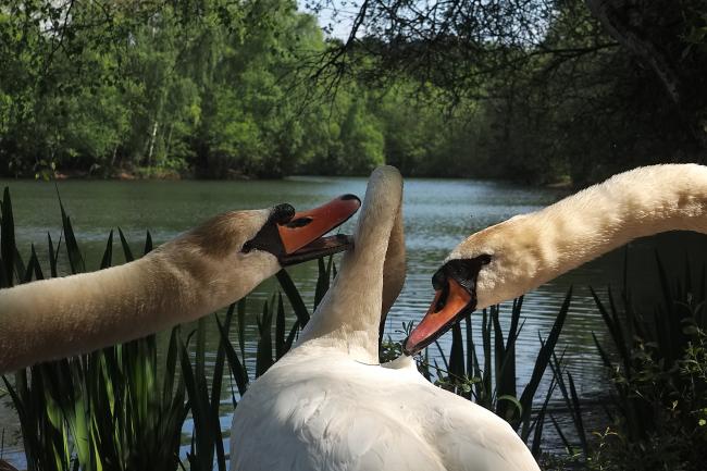 Swans