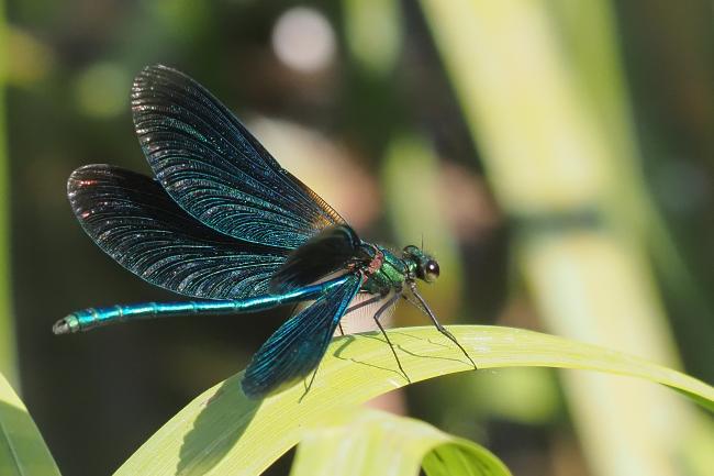 Damselfly