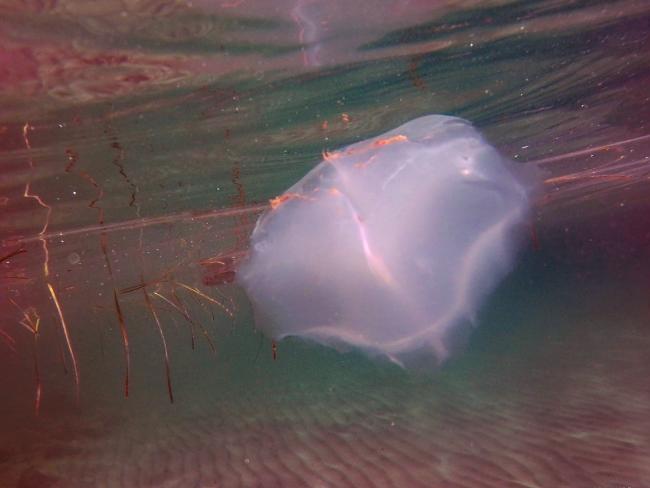 jelly