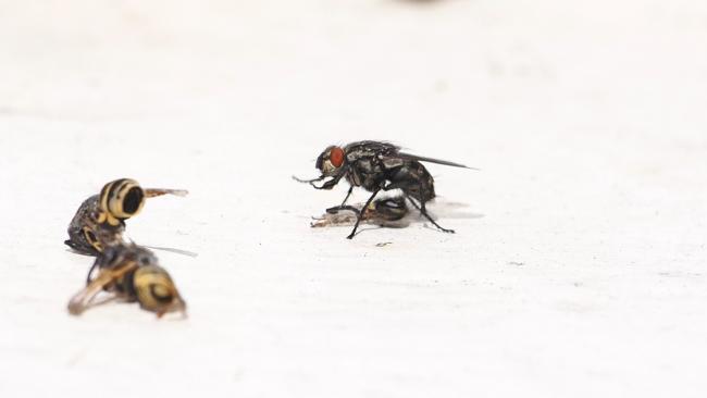 Fly
