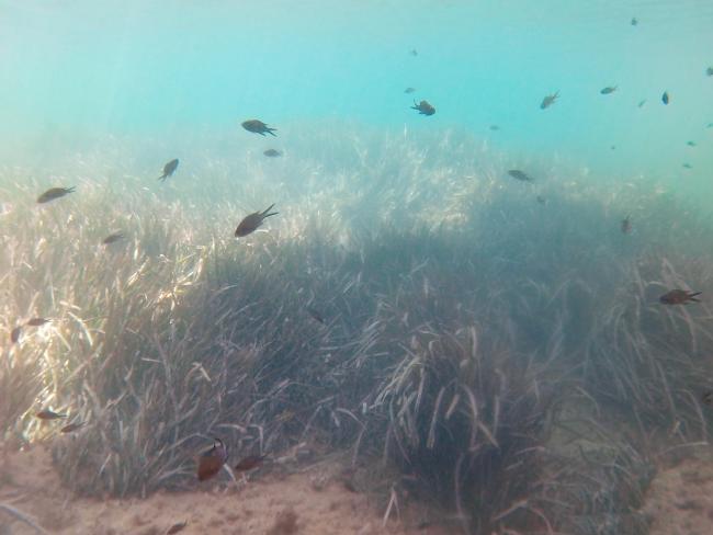 fishes