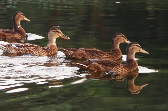 ducks