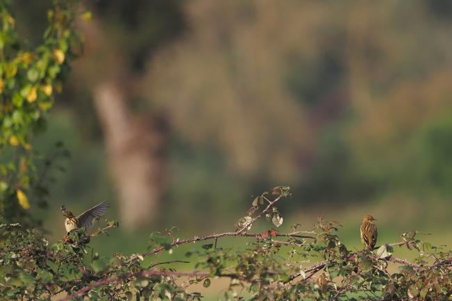 Skylarks
