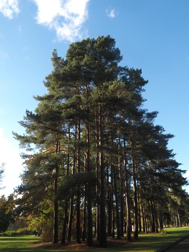 Trees