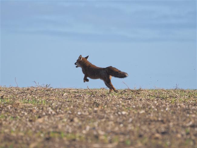 Fox