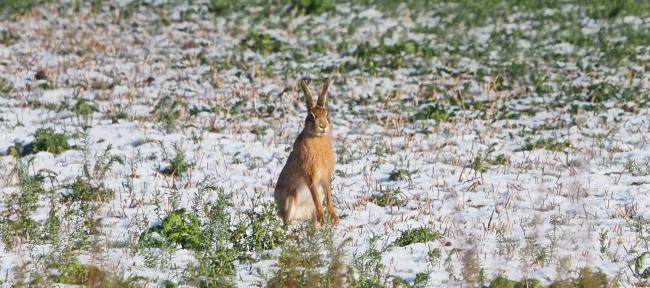 Hare