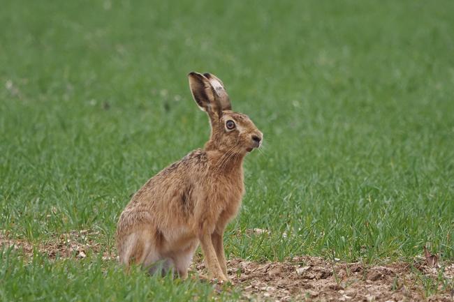 Hare
