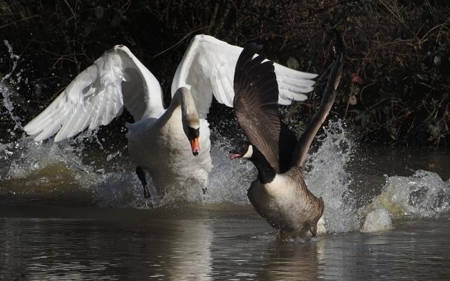 swan