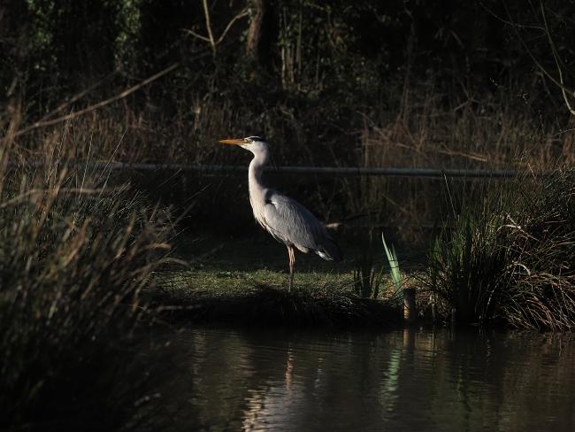 Heron