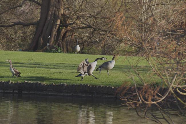 goose