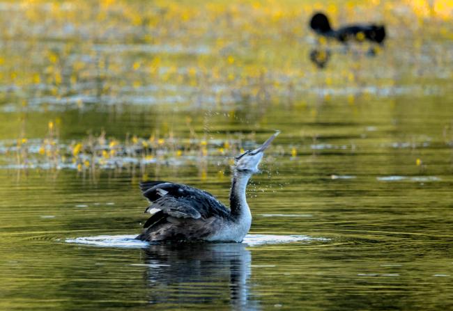 Adolescent Grebe
