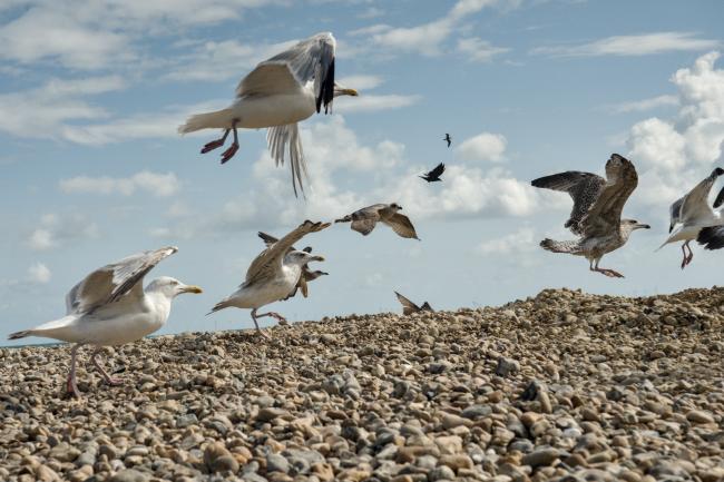 Seagulls