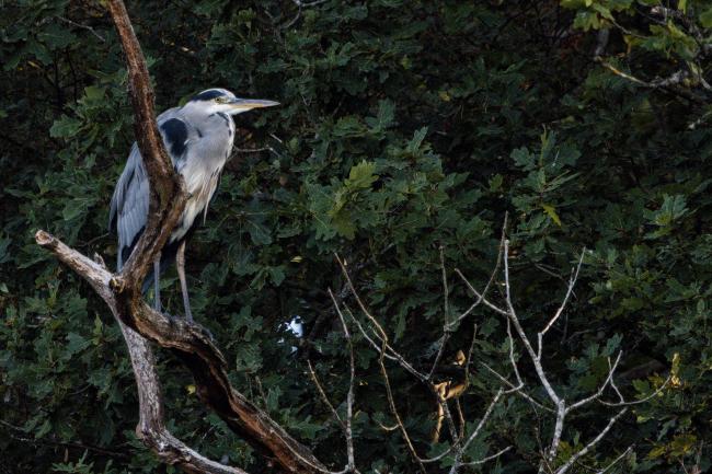 Heron
