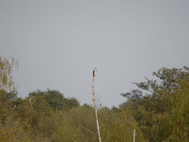 Osprey