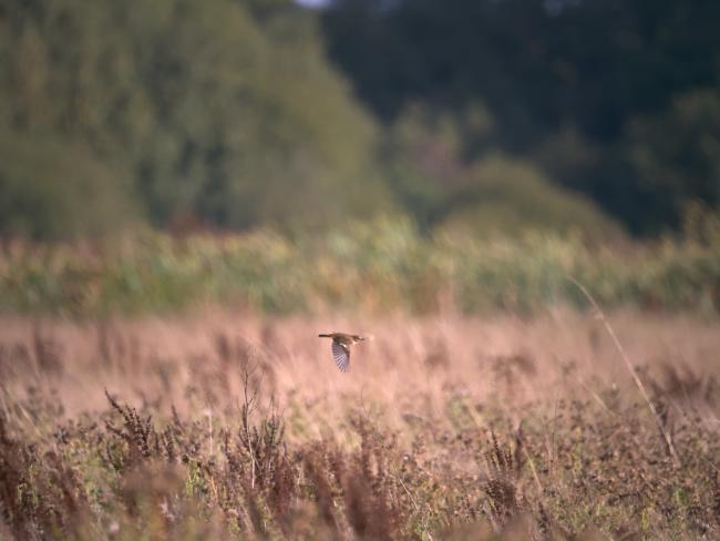 Whinchat