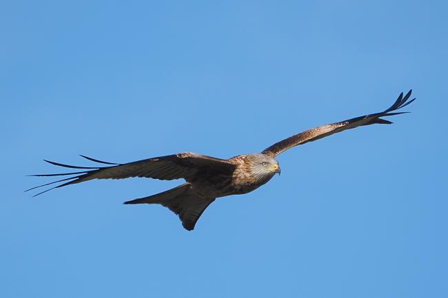 Kite
