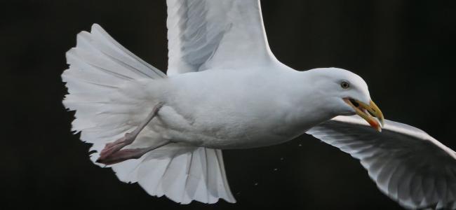 Seagull