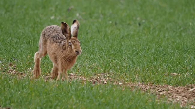 Hare