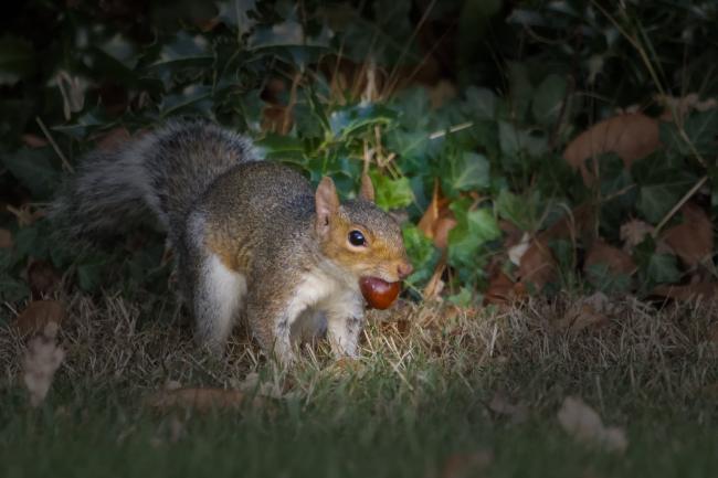 Squirrel