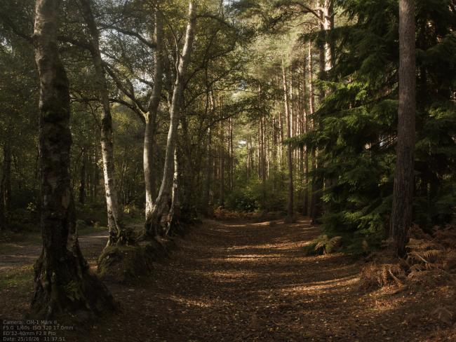 Forest