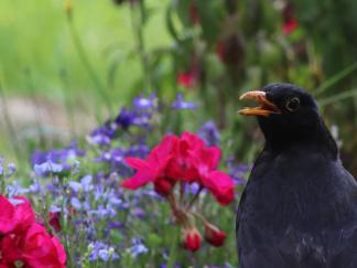 blackbird