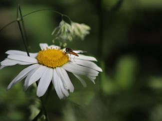 daisy