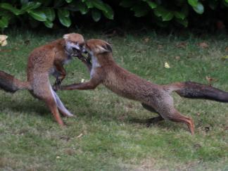 Foxes