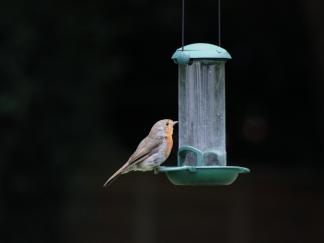 robin