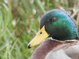 duck