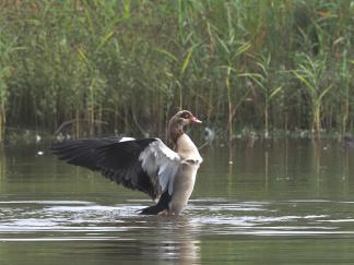 Goose