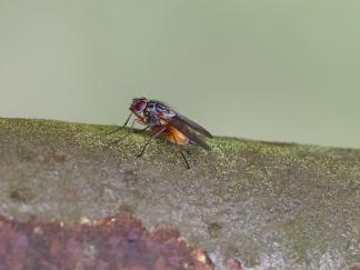 fly