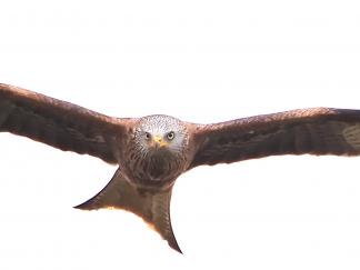 Kite