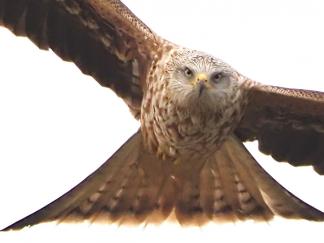 Kite