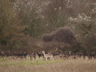 Deer