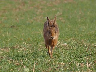 Hare