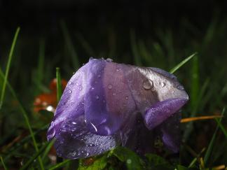 Crocus
